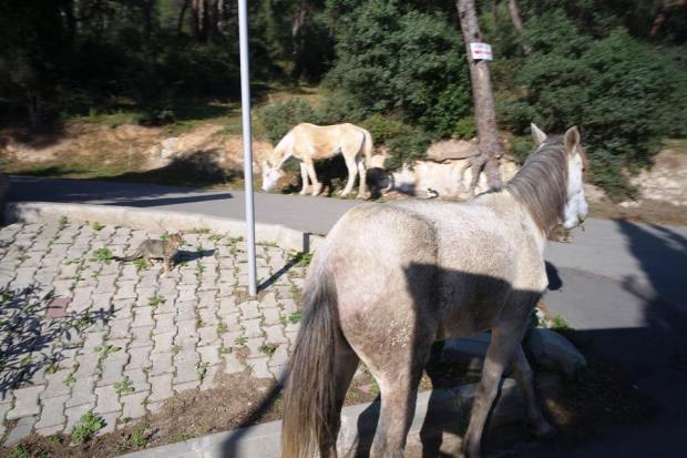 Donkeys in Princess Island
